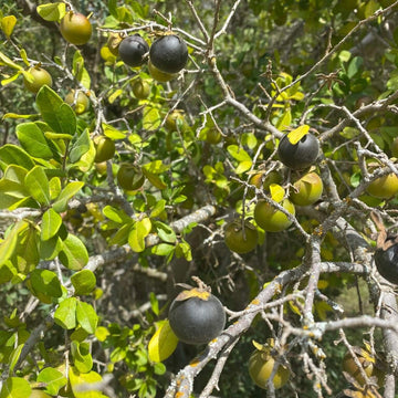 Texas Persimmon Seeds