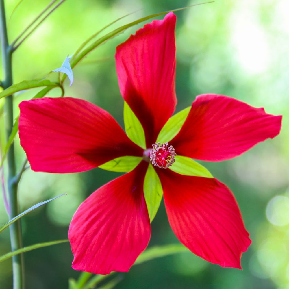 Texas Star Red Hibiscus Seeds 
