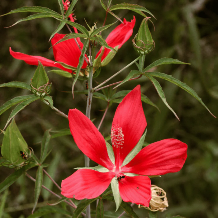 Texas Star Red Hibiscus Seeds 