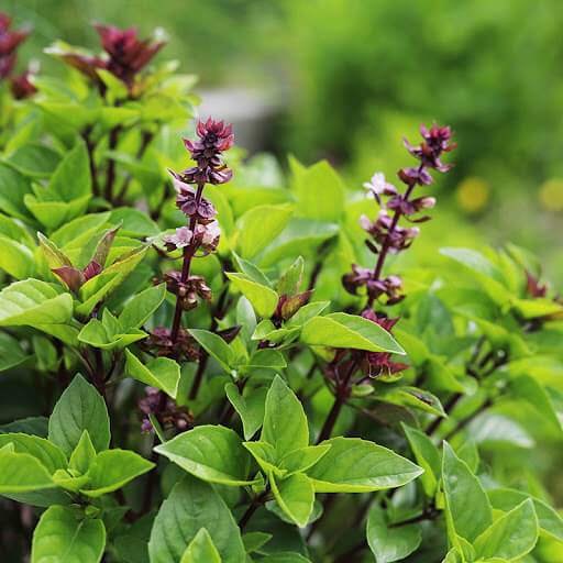 Thai Basil Seeds - Herbal Plant