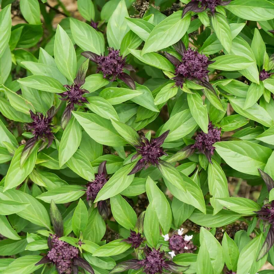 Thai Basil Seeds - Herbal Plant