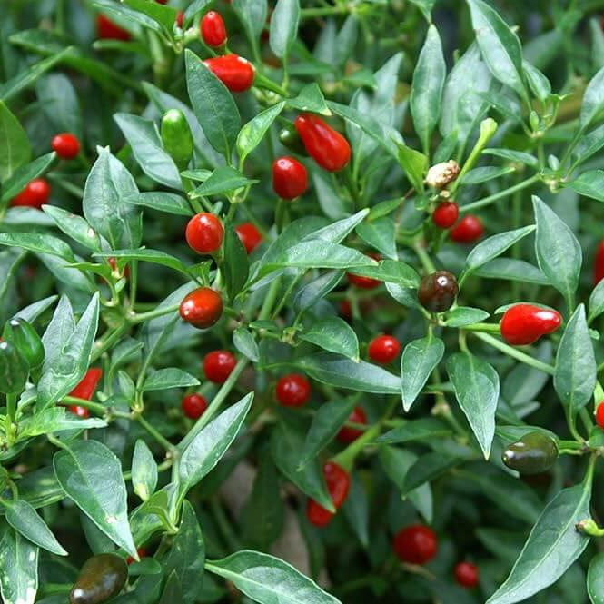 Thai Chili Hot Pepper Seeds - Vegetable Plant