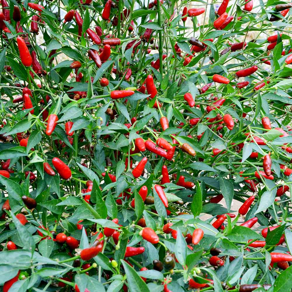 Thai Chili Hot Pepper Seeds - Vegetable Plant