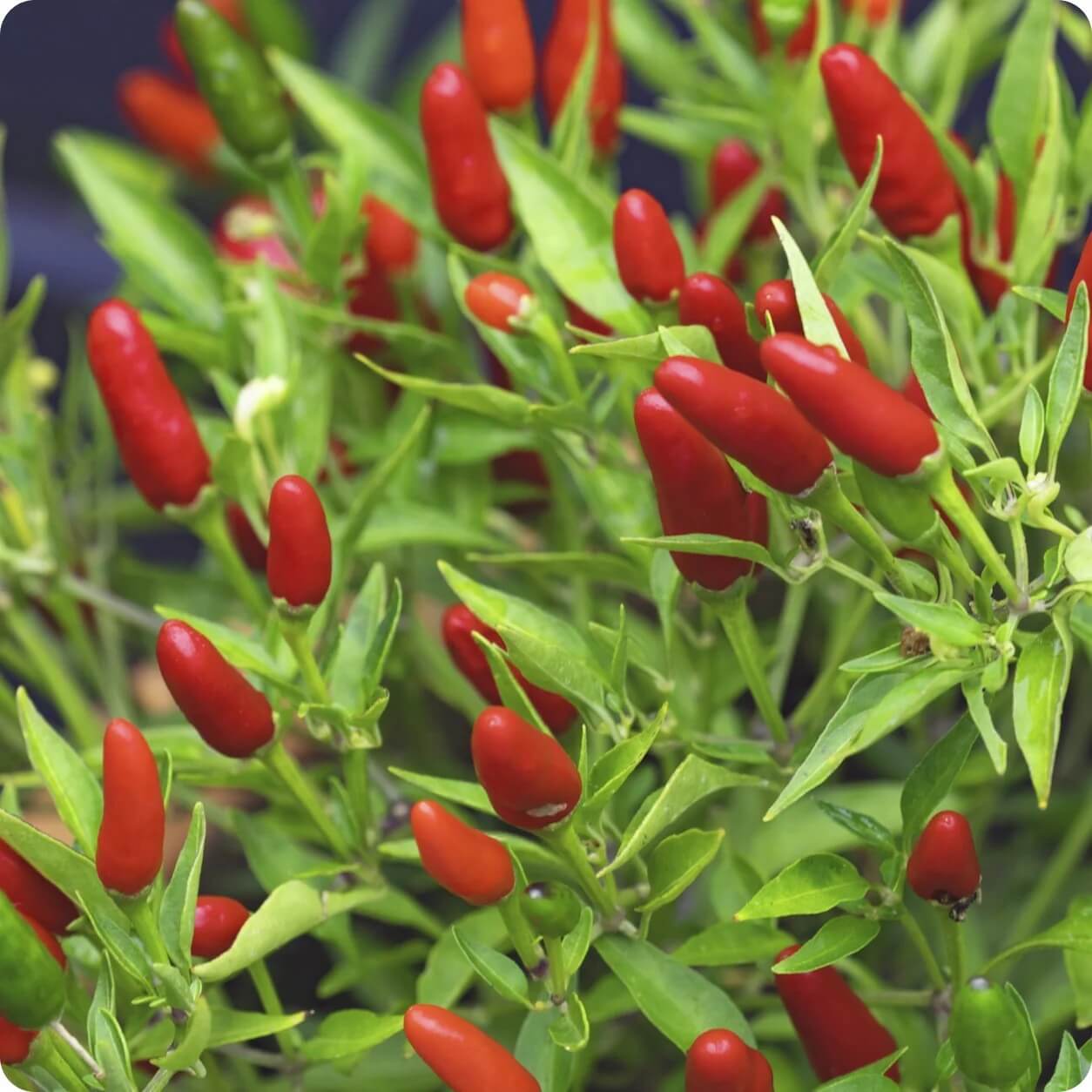 Thai Chili Hot Pepper Seeds - Vegetable Plant
