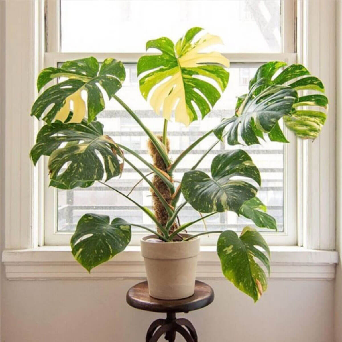 Thai Constellation Monstera Seeds