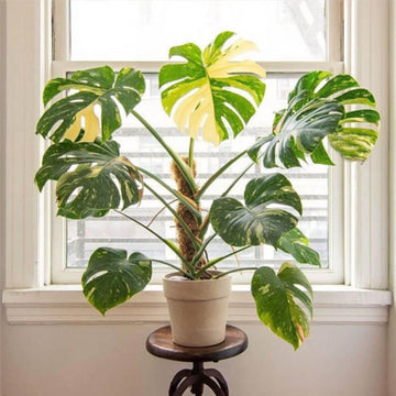Thai Constellation Monstera Seeds