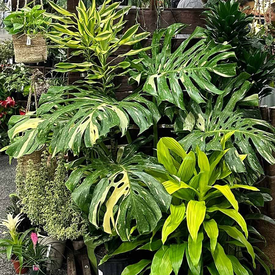 Thai Constellation Monstera Seeds