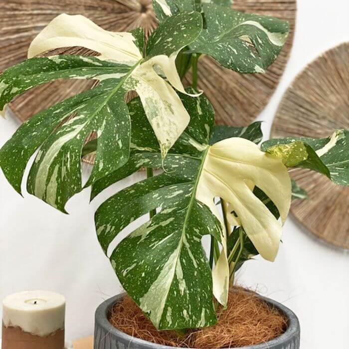 Thai Constellation Monstera Seeds