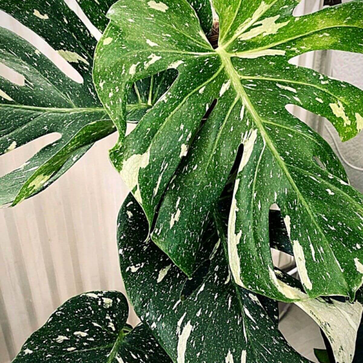 Thai Constellation Variegated Monstera Seeds 