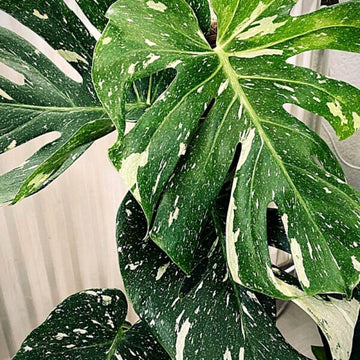 Thai Constellation Variegated Monstera Seeds 