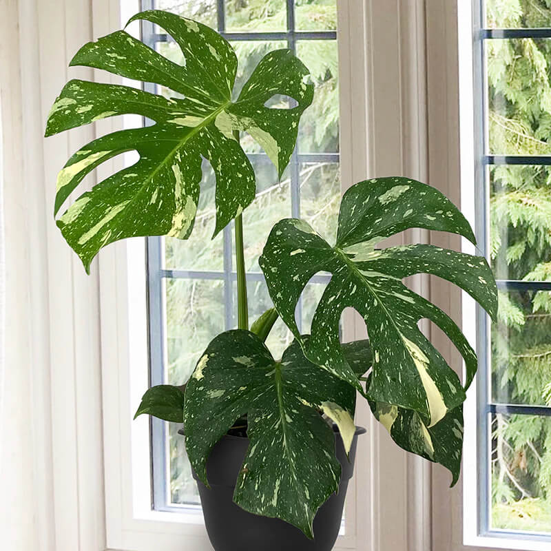 Thai Constellation Variegated Monstera Seeds 