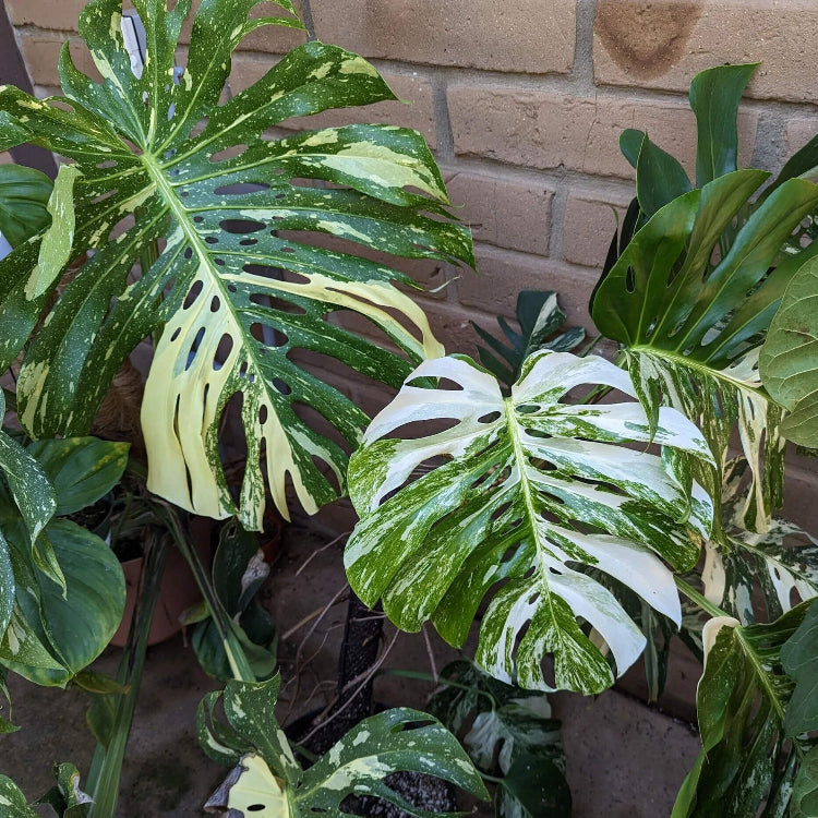 Thai Constellation Variegated Monstera Seeds 