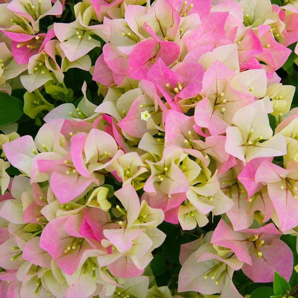 Thai Delight Bougainvillea Seeds - Flower Plant