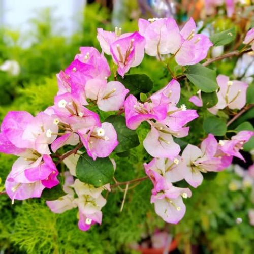 Thai Delight Bougainvillea Seeds - Flower Plant