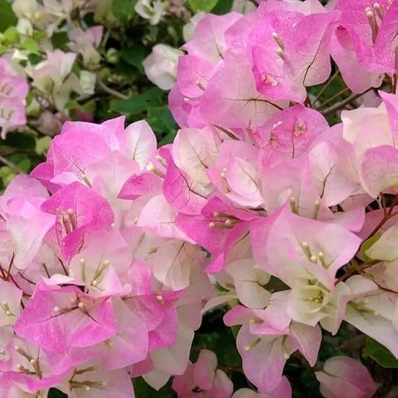 Thai Delight Bougainvillea Seeds - Flower Plant