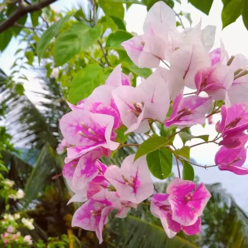 Thai Delight Bougainvillea Seeds - Flower Plant