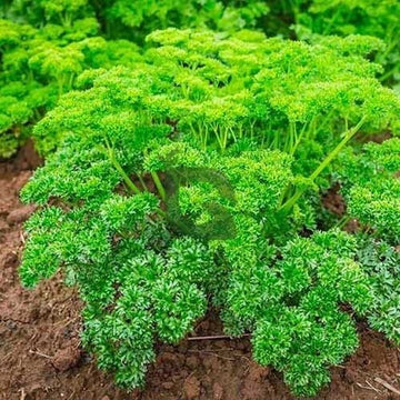 Thai Parsley Seeds - Herbal Plant