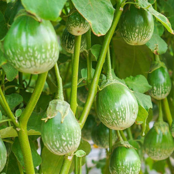 Thai Round Green Eggplant Seeds - Vegetable Plant