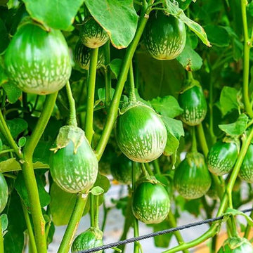 Thai Round Green Eggplant Seeds - Vegetable Plant