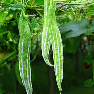 Thai Short Snake Gourd Seeds