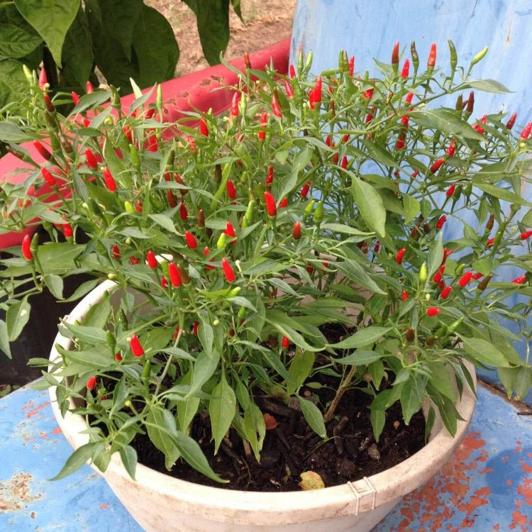 Thai Sun Pepper Seeds 