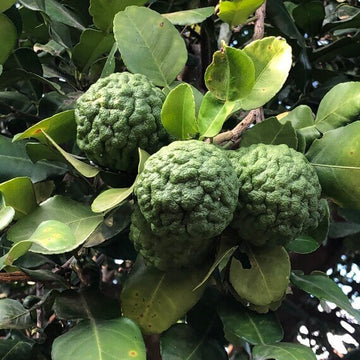 Thailand Kaffir Lime Seeds - Fruit Plant