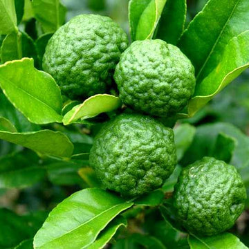 Thailand Kaffir Lime Seeds - Fruit Plant