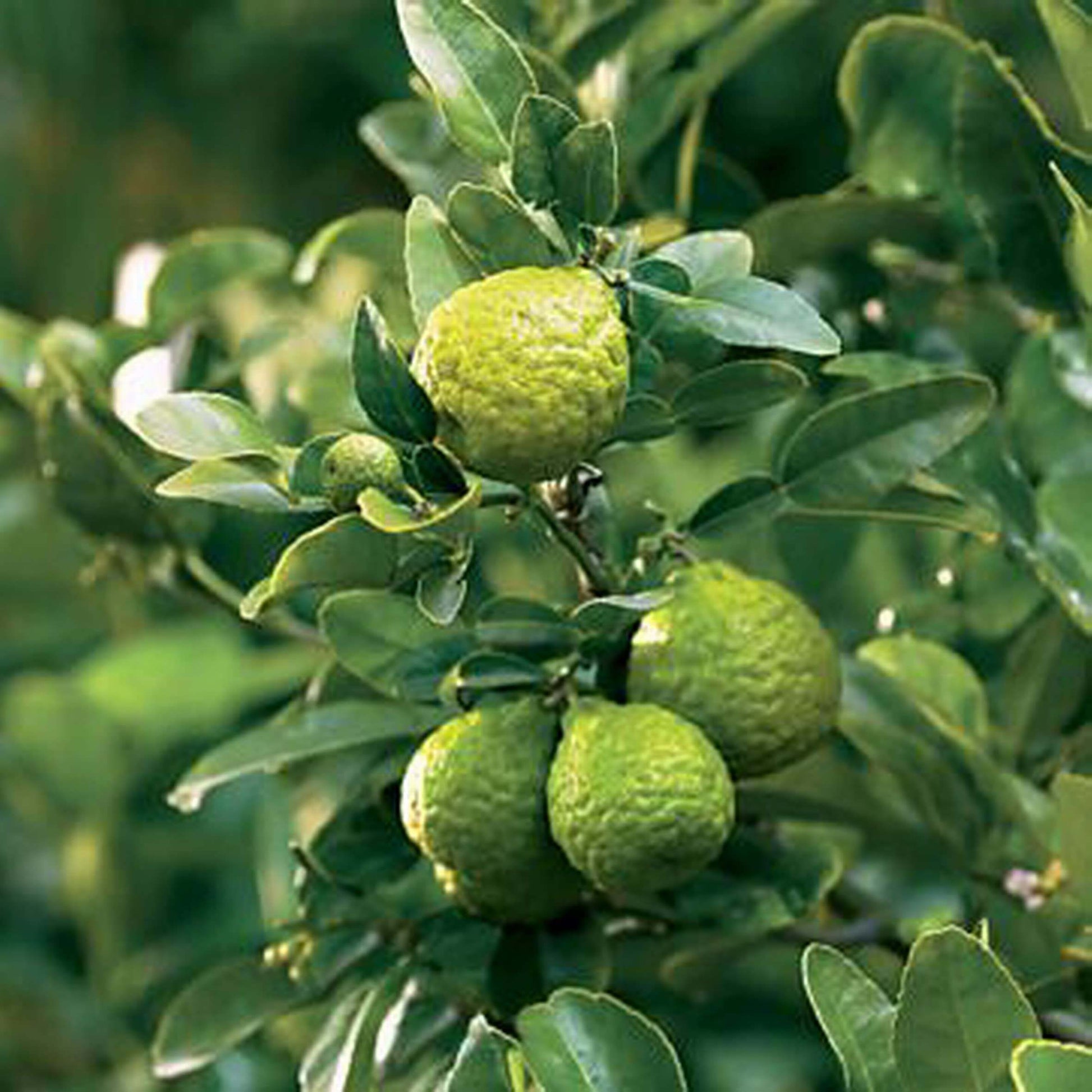 Thailand Kaffir Lime Seeds - Fruit Plant