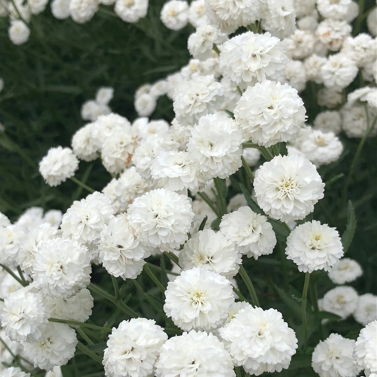 The Pearl Achillea Seeds