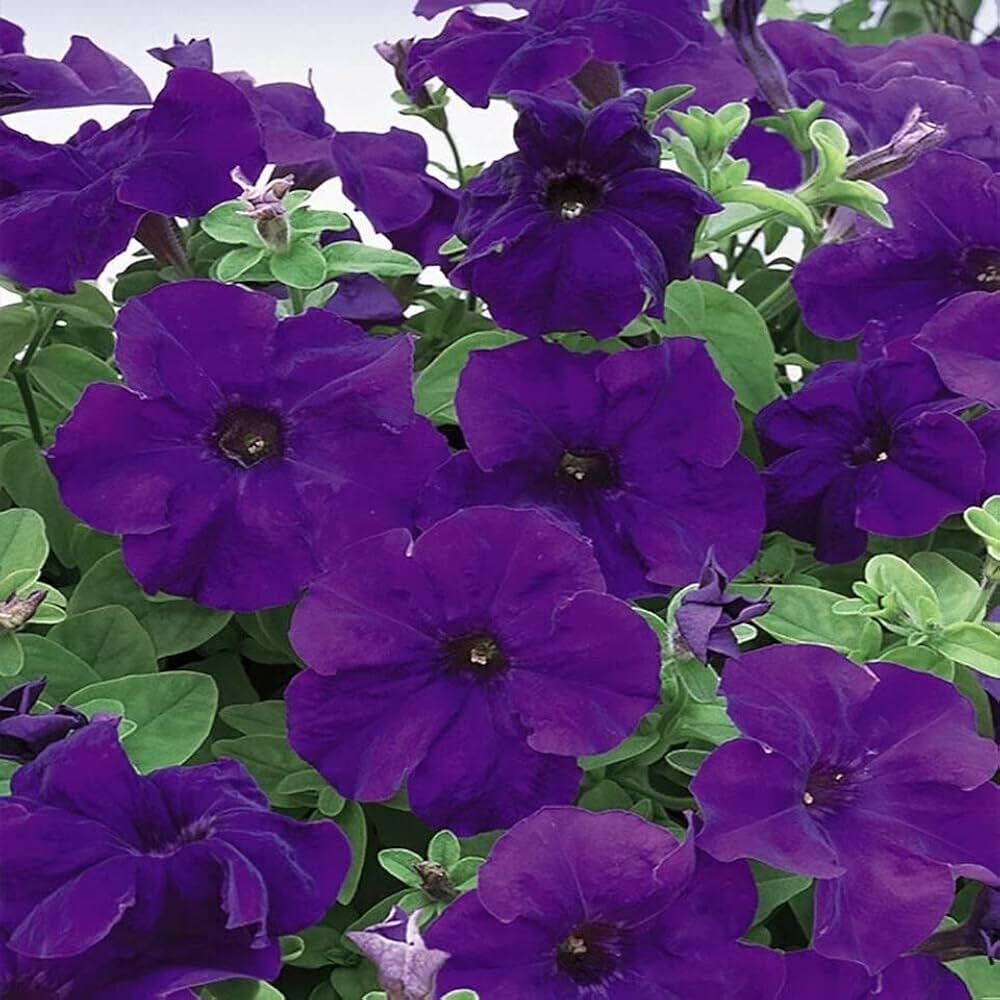Thick Blue Petunia Seeds 
