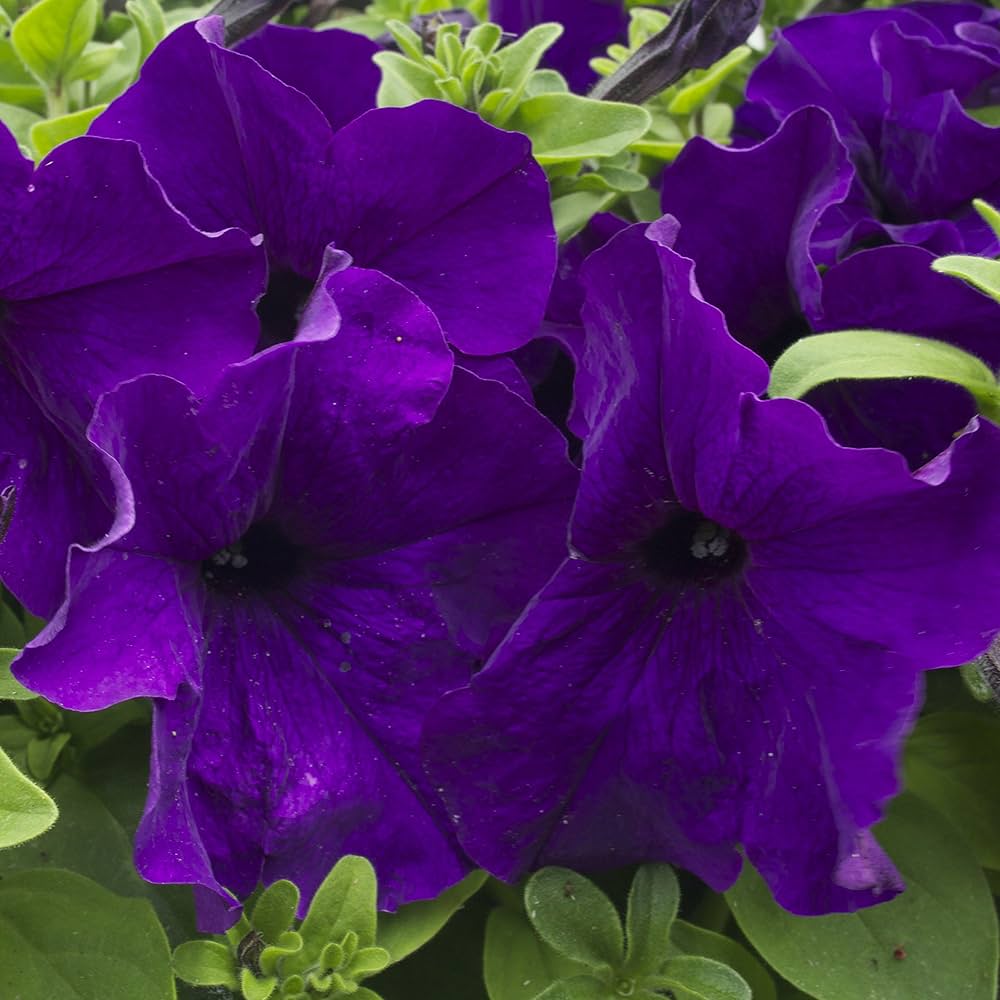 Thick Blue Petunia Seeds 