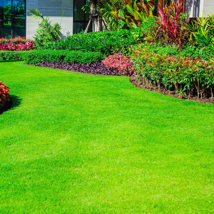 Thick Green Lawn Seeds - Flower Plant
