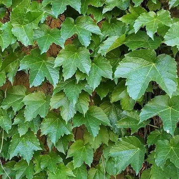 Thick Green Parthenocissus Tricuspidata Seeds - Flower Plant