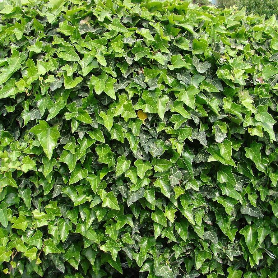 Thick Green Parthenocissus Tricuspidata Seeds - Flower Plant