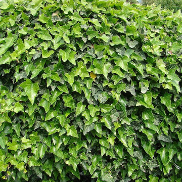 Thick Green Parthenocissus Tricuspidata Seeds - Flower Plant