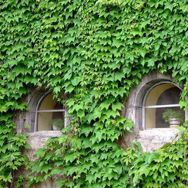 Thick Green Parthenocissus Tricuspidata Seeds - Flower Plant