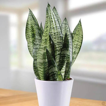 Thick Green Sansevieria Seeds - Flower Plant 