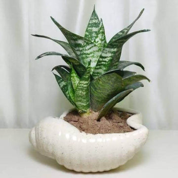 Thick Green Sansevieria Seeds - Flower Plant 
