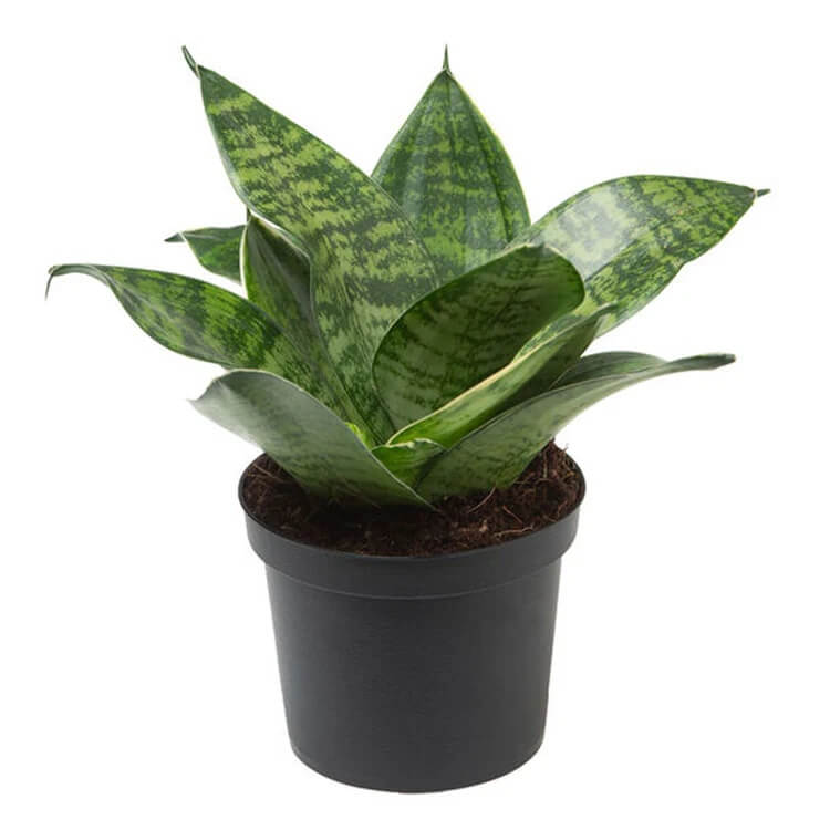 Thick Green Sansevieria Seeds - Flower Plant 