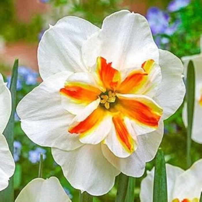 Thick Orange White Daffodil Seeds
