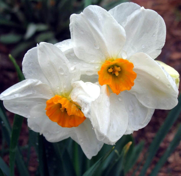 Thick Orange White Daffodil Seeds