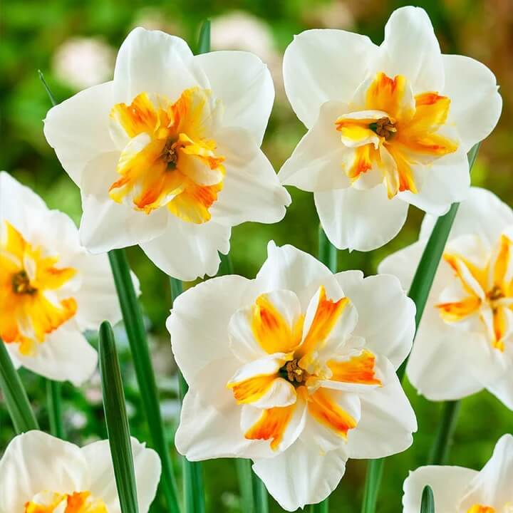 Thick Orange White Daffodil Seeds