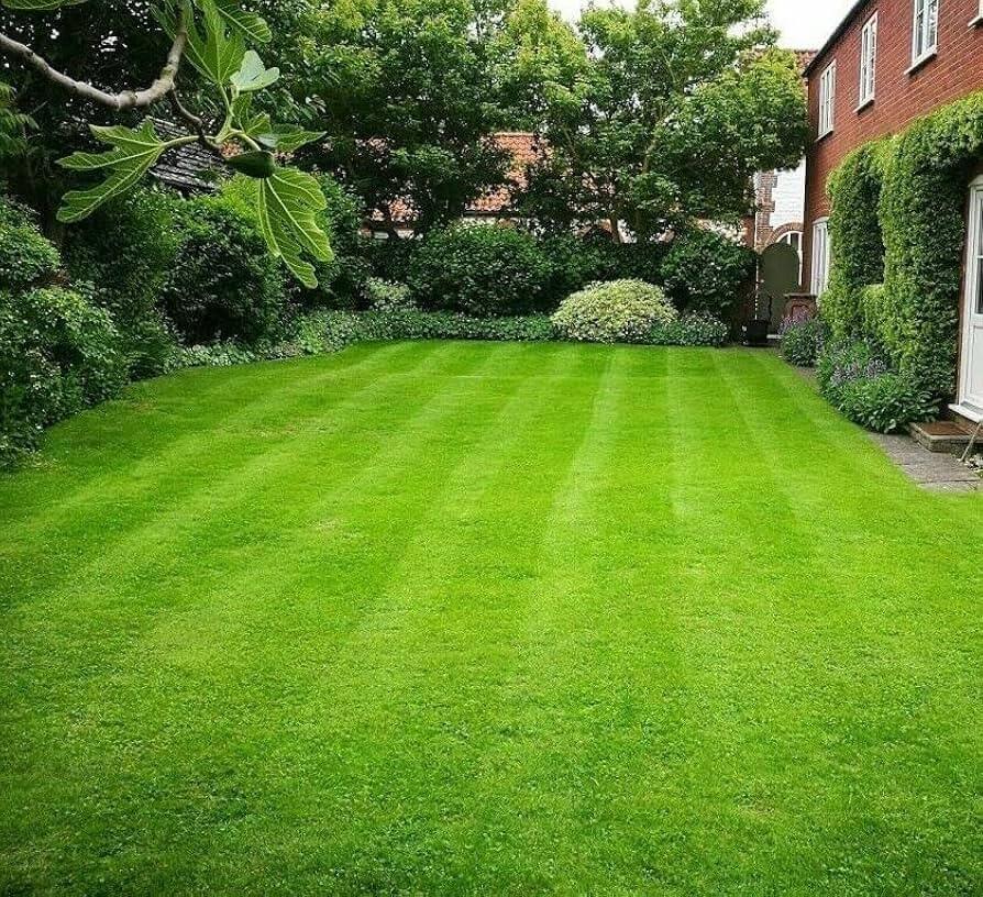 Thick Turf Grass Seeds - Flower Plant