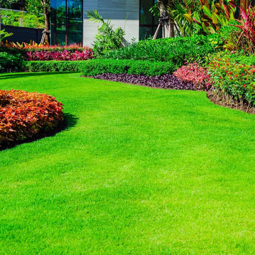 Thick Turf Grass Seeds - Flower Plant
