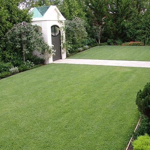 Thick Turf Grass Seeds - Flower Plant
