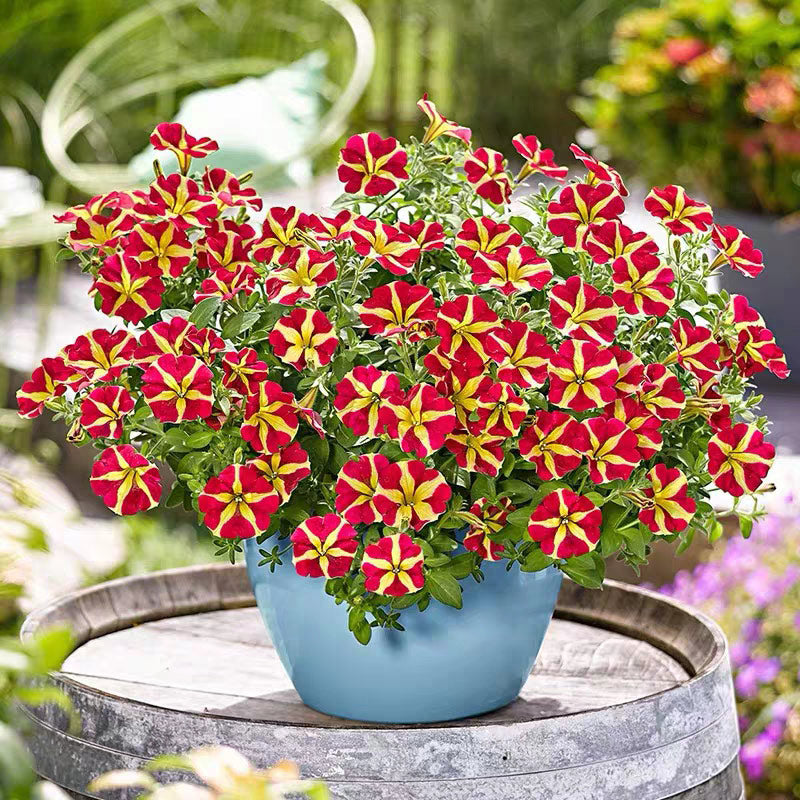 Thick Yellow with Maroon Petunia Seeds