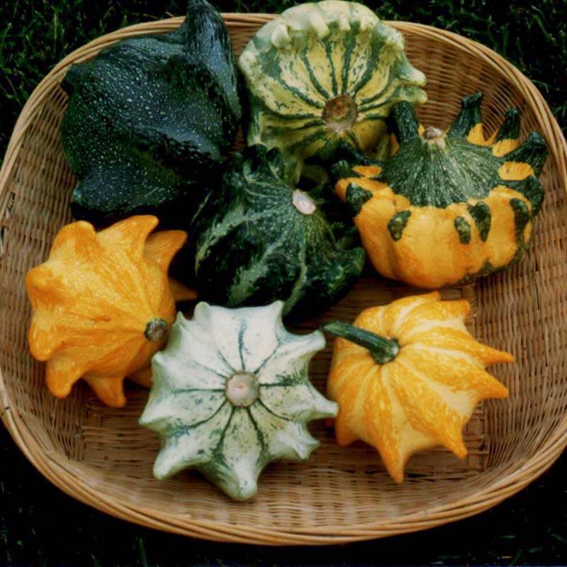 Thorn Gourd Seeds
