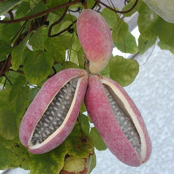 Three Leaf Chocolate Vine Seeds - Fruit Plant