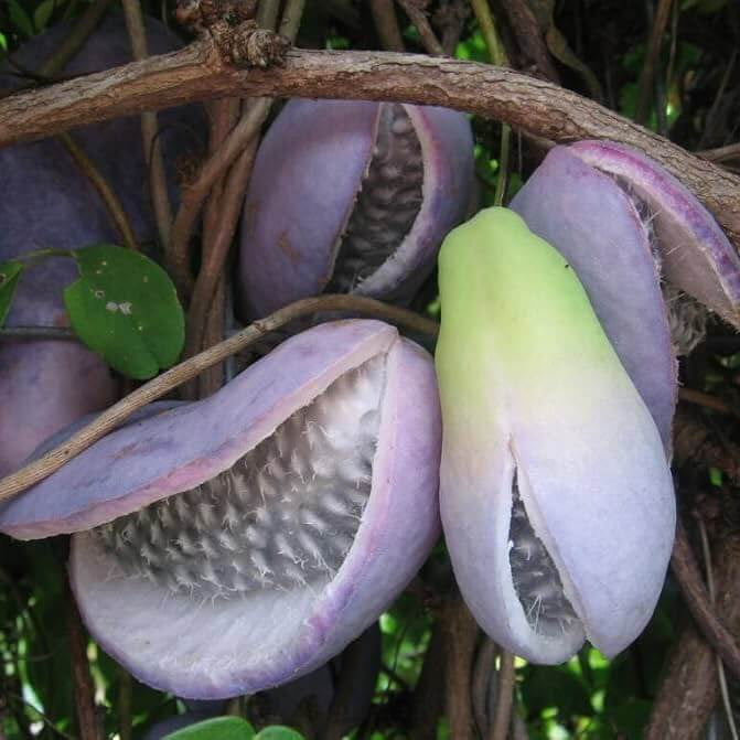Three Leaf Chocolate Vine Seeds - Fruit Plant
