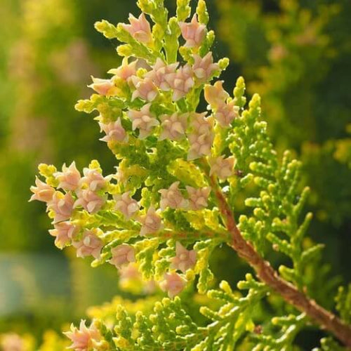 Thuja Occidentalis Seeds - Flower Plant